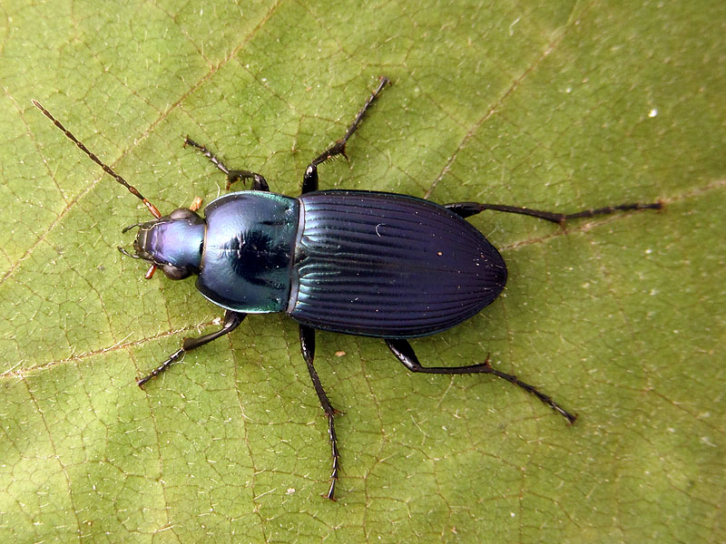 Carabidae: Poecilus versicolor